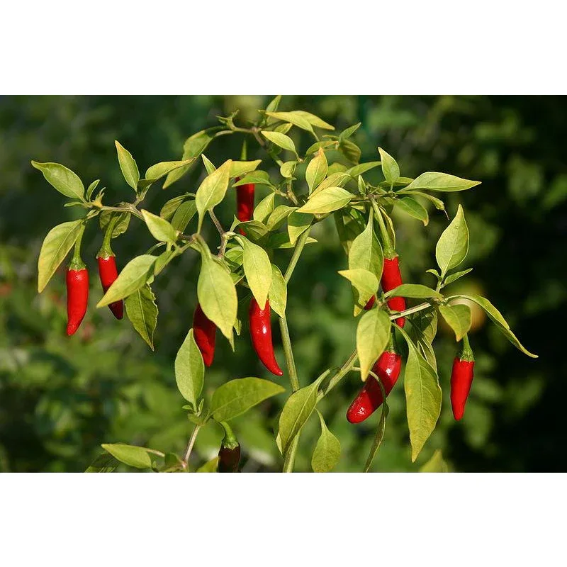 Seeds - Chile Asian Birdseye - Image 2