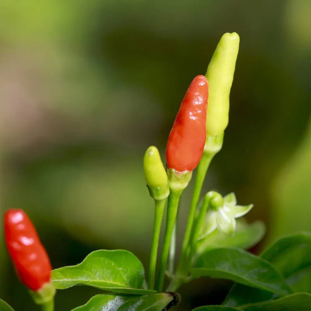 Seeds - Chile Asian Birdseye - Image 3