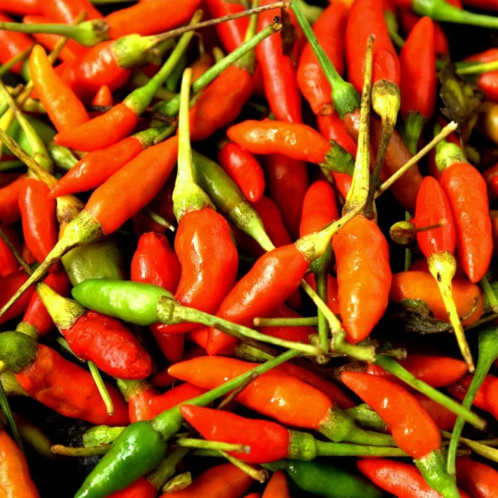 Seeds - Chile Asian Birdseye - Image 4