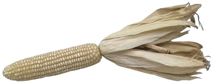 Seeds - Corn Maize White Silvermine