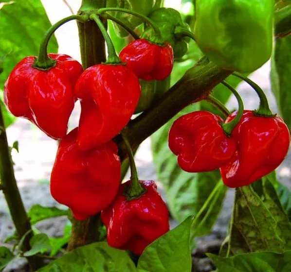 Seeds - Chile Habanero Red - Image 3
