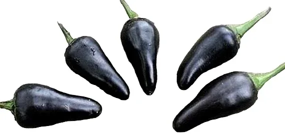 Seeds - Chile Hungarian Black