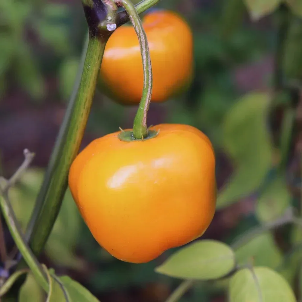 Seeds - Chile Rocoto Manzano Orange