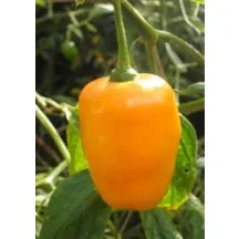 Seeds - Chile Rocoto Manzano Orange - Image 4