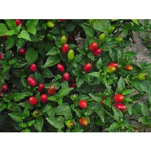 Seeds - Chile Pequin - Image 2