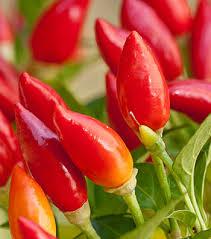 Seeds - Chile Pequin - Image 3