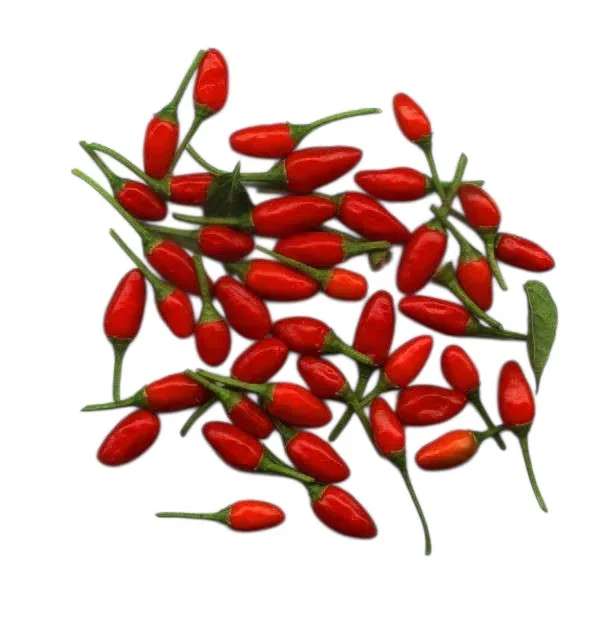 Seeds - Chile Pequin - Image 4