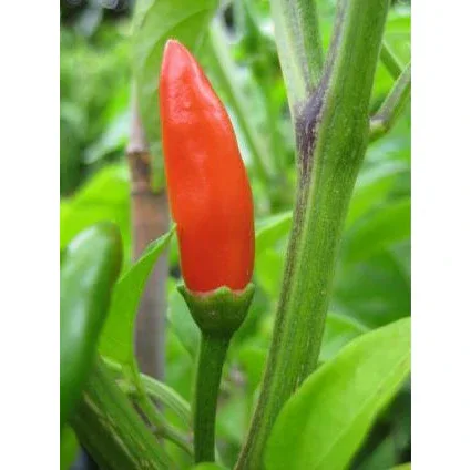 Seeds - Chile Piri Piri