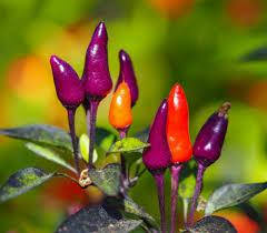 Seeds - Chile Purple Tiger