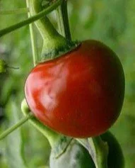 Seeds - Chile Red Hot Cherry Ball - Image 2