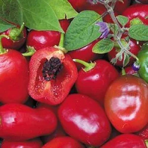Seeds - Chile Rocoto Red