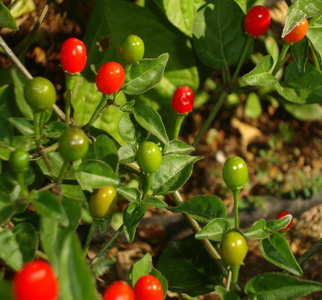 Seeds - Chile Tepin Chiltepin