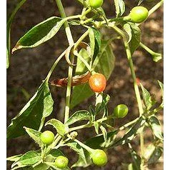 Seeds - Chile Tepin Chiltepin - Image 2
