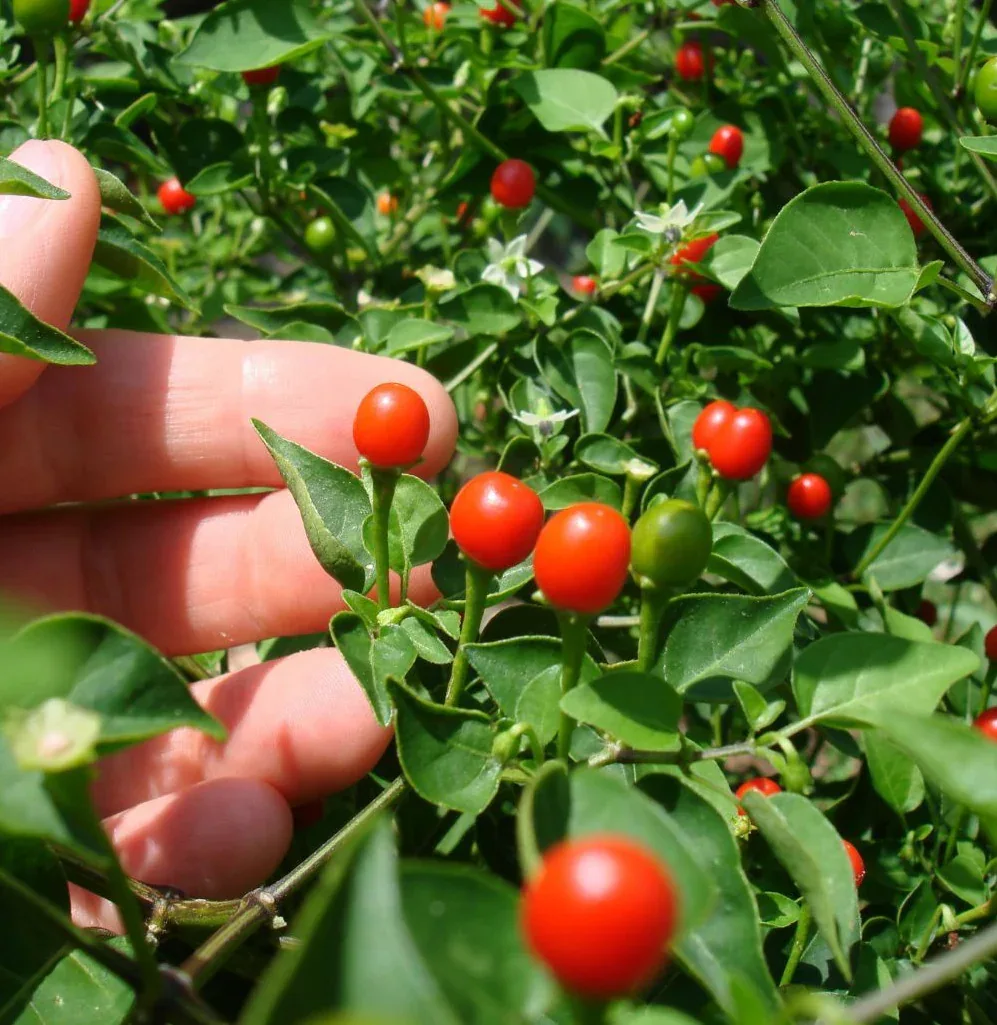 Seeds - Chile Tepin Chiltepin - Image 3