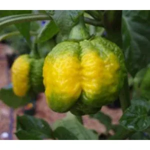 Seeds - Chile Yellow 7 Pot - Image 2