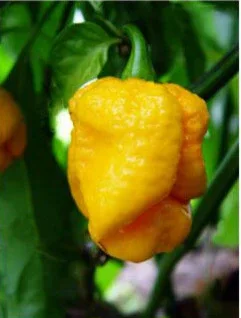 Seeds - Chile Yellow 7 Pot - Image 3