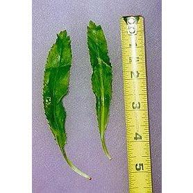 Seeds - Culantro Coriander - Image 3