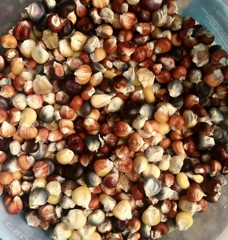 Seeds - Maize Corn Painted Mountain - Image 3
