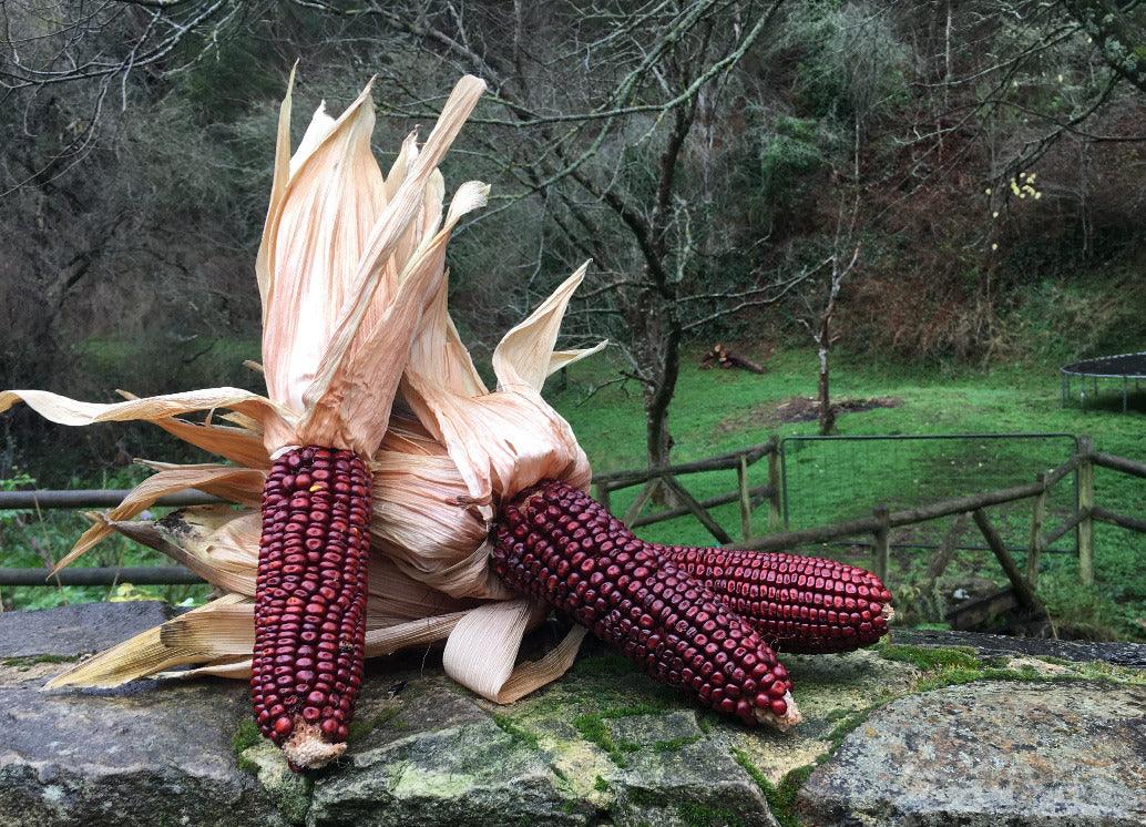 Seeds - Maize Corn Red Aztec - Image 2