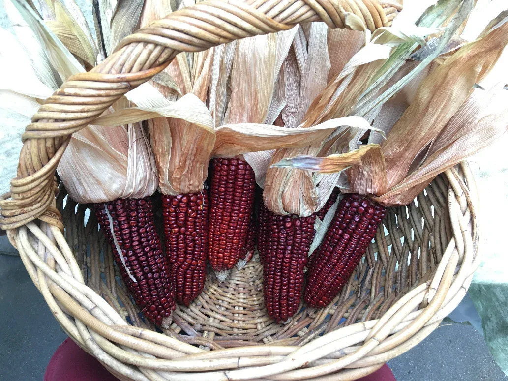 Seeds - Maize Corn Red Aztec - Image 3