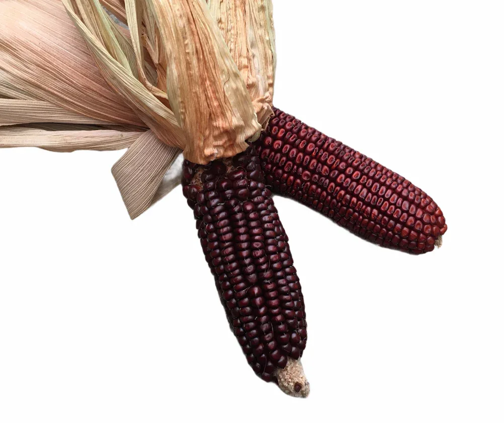 Seeds - Maize Corn Red Aztec - Image 4