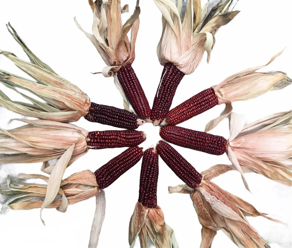Seeds - Maize Corn Red Aztec - Image 5